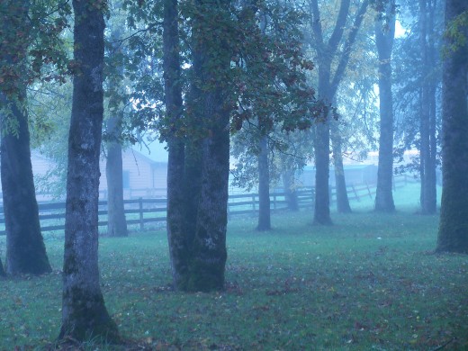 Backyard view in Oregon City, OR.