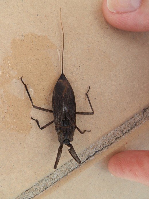 The Water Scorpion found in our swimming pool