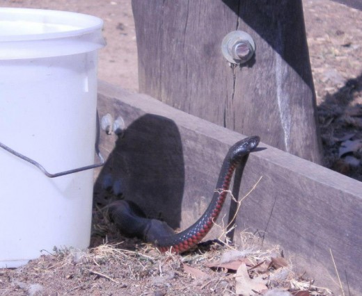 A Red-bellied Black Snake lurking around the chicken shed looking for mice