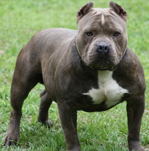 land of giants american pitbull terriers the pit bull dog once known as the nanny dog what happened land of giants american pitbull terriers the pit bull dog once known as the nanny dog what happened