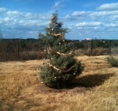 Our tree on a hill!