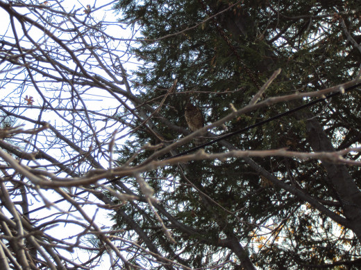 A hawk in a tree in the San Bernardino Mountains.