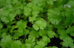 Coriander – It’s Health, Nutritional & Other Benefits