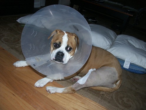 How to Fix a Luxating Patella (Bad Knee) in a Dog Without Surgery How to Fix a Luxating Patella (Bad Knee) in a Dog Without Surgery