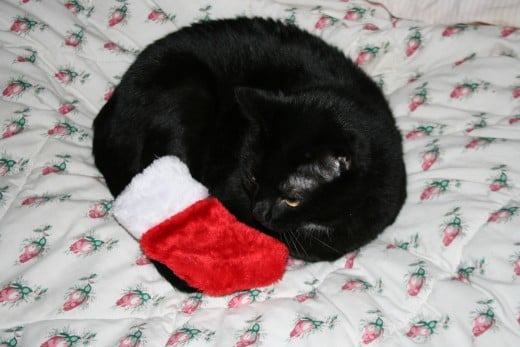Wait a minute-that stocking was for the kids!  Naughty kitty.