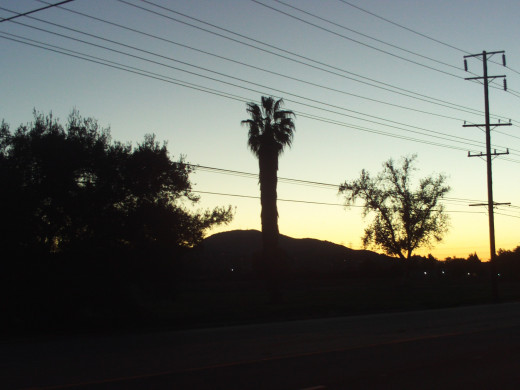 A palm tree at sunset.