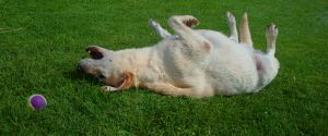 A Happy Dog Means a Happy Home!