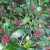Skimmia Skimmia