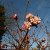 Viburnum x bodnantense 'Dawn' Viburnum x bodnantense 'Dawn'