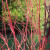 red barked dogwood red barked dogwood