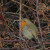 Robin Robin