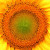 Sunflower Mandala Sunflower Mandala