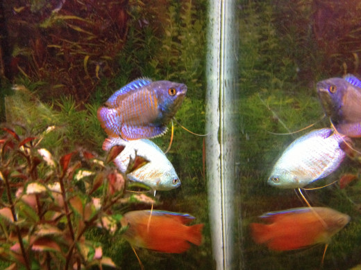 I chose one of each color Dwarf Gourami for my tank. On top is the standard striped blue and orange, in the middle is the powder blue, and on the bottom is the flame gourami.