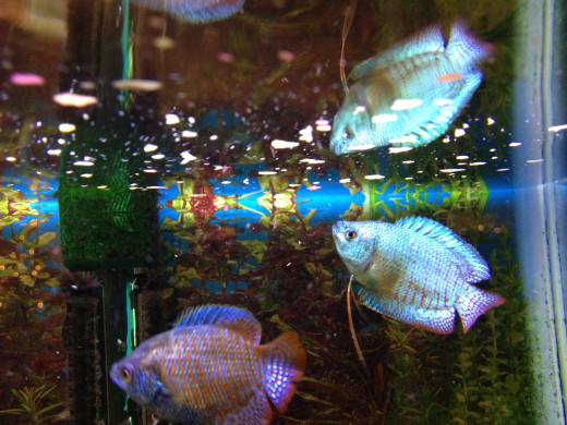 Here you can better see the difference between the standard and the powder blue Gourami. The powder blue (right) is a male, and has a pointed dorsal fin.