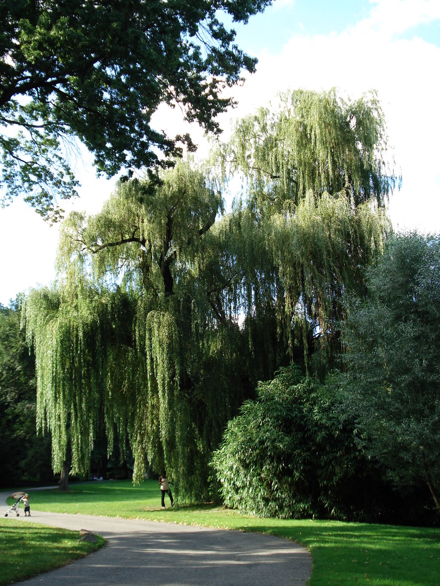 Mysteries and Marvels of the Weeping Willow Tree