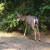 Mule Deer in Yosemite Valley