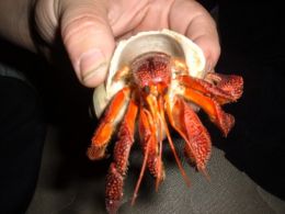 Beautiful Healthy Strawberry Hermit Crab.