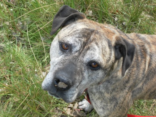 A high proportion of dogs in rescue kennels are staffy crosses.