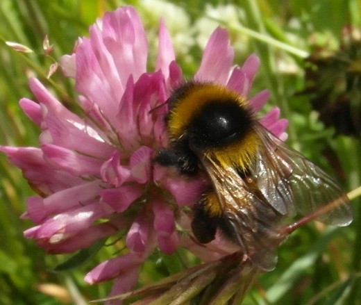 Garden bumblebee