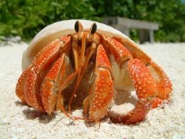 Keeping Hermit Crabs as pets is not that hard if you will just read and learn the basics on this Hub Page. 