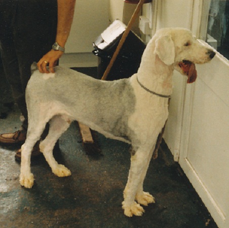 He looked and felt much better after a class of trainee groomers had worked on him
