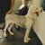 He looked and felt much better after a class of trainee groomers had worked on him