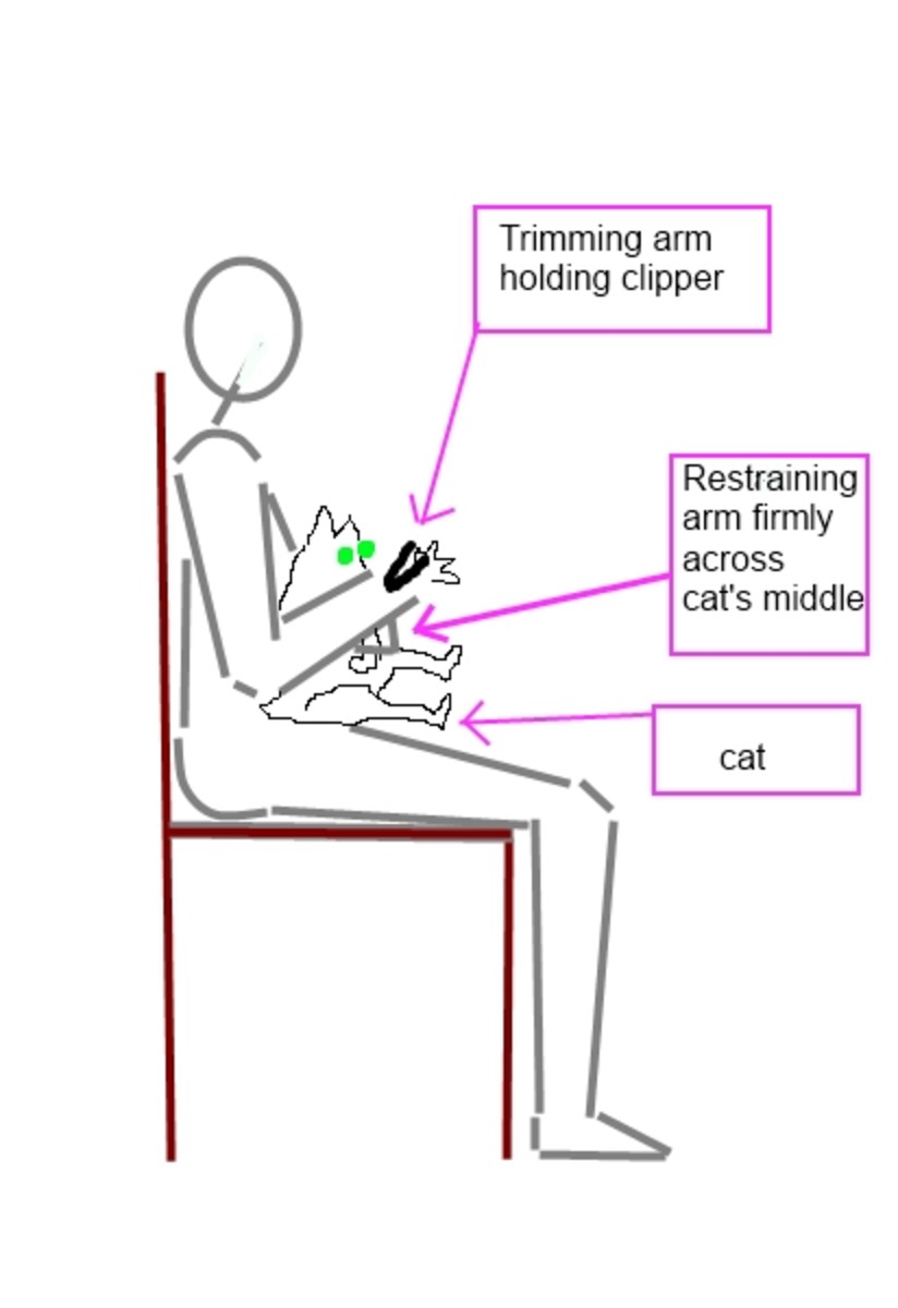 The holding position for claw trimming.