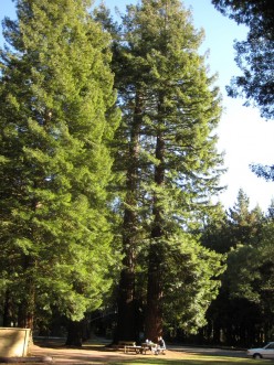 Coast Redwoods – Tallest and Largest Trees in the World