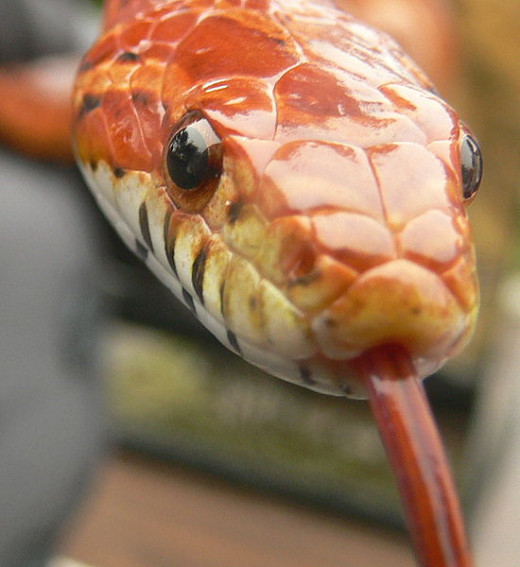 In this photo is a photo of a beautiful corn snake. He is about 39 inches long and is a very friendly and gentle snake.