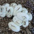 Corn Snake Eggs