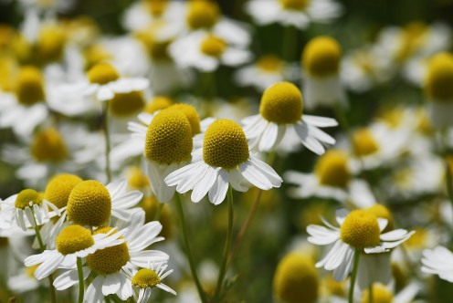 Wake up and smell the Daisies