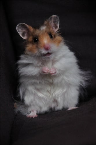 In this photo is a beautiful Teddy Bear Hamster ( Male )