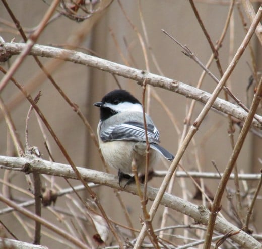 One of my friendly little chickadees perched in the weigela bush.