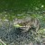 Seeing a frog in your pond. Seeing a frog in your pond.