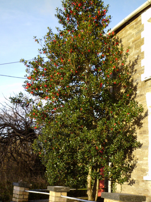 A different variety of Holly Tree.