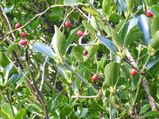 A close up of the Holly Tree.