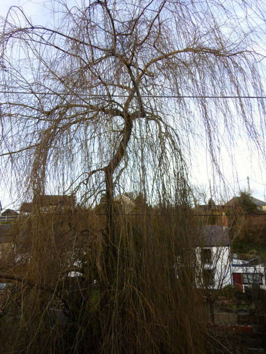  A Weeping Willow.