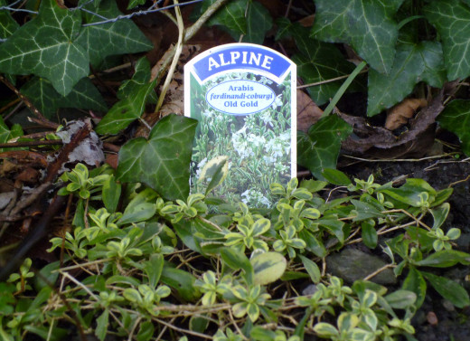 A Nature Lover planted Old Gold to grow freely.