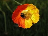 Bee on bi-coloured Poppy Flower