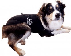 How Acupressure Can Help an Anxious, Dominant Dog