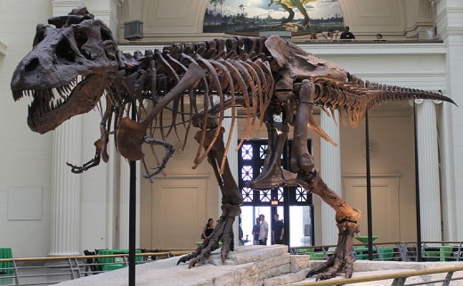 Sue, the T rex from Field Museum of Natural History, Chicago.