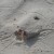 Beach wildlife Beach wildlife
