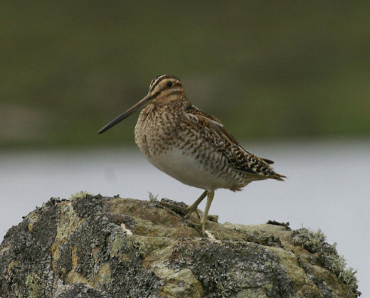 Original source - http://www.geograph.org.uk/photo/853852