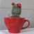 Little pot plant Little pot plant