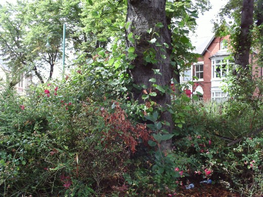 Garden needs sorting out, but I love a bit of bush!