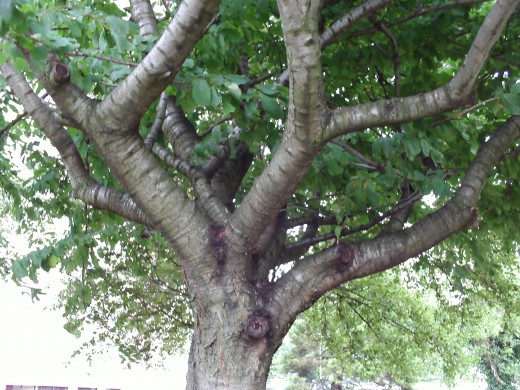 I like trees, they seem to hold their arms up in the air like they want to reach for the sky...
