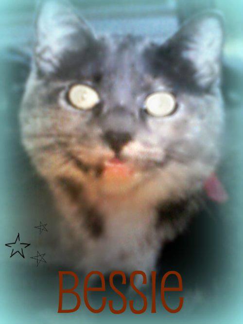 My cat Bessie 10 years old