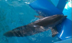 Movie Review - Dolphin Tale