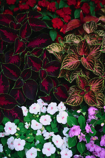These impatiens are growing with coleus - another good flower for shady areas.