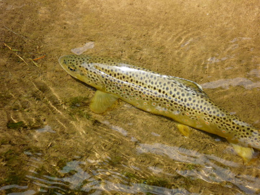 A Brown Trout in the Strawberry River in Utah.  This was one of my favorite fishing locations in my youth.